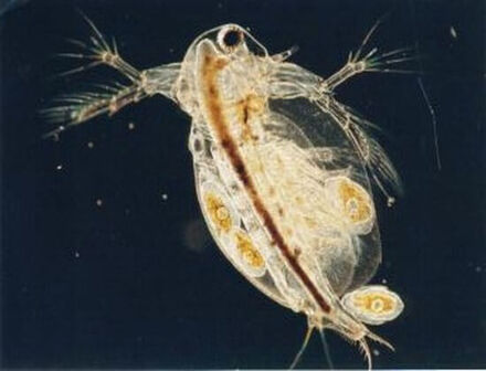 korm-dlya-ryb-moina-dubia